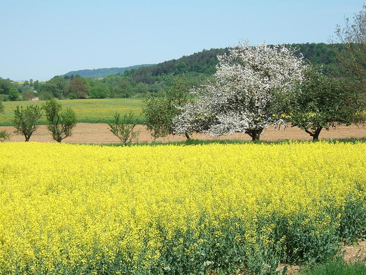 2008-05- (222).JPG - Kleiner Rundgang im Norden von Neufchâteau